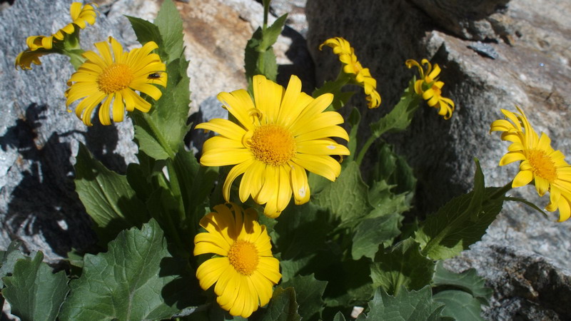 Asteracea - Doronicum grandiflorum